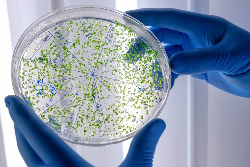 what is listeria